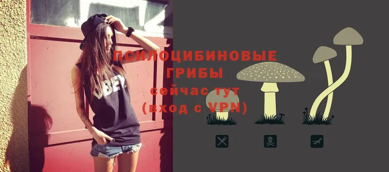 Псилоцибиновые грибы MAGIC MUSHROOMS  как найти закладки  Ростов-на-Дону 